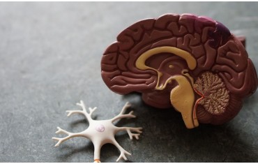 Κάνναβη και Επιληψία – Το CBD στη θεραπεία της επιληψίας: μια εστιασμένη ανασκόπηση των αποδεικτικών στοιχείων