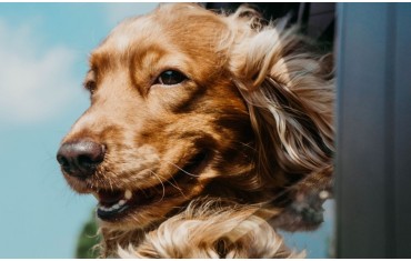 Έλαιο Κάνναβης για σκυλιά. Μπορεί να βοηθήσει; Όλα όσα χρειάζεται να ξέρετε