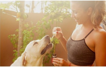 CBD Oil για σκύλους. Όλα όσα χρειάζεται να ξέρετε πριν ξεκινήσετε